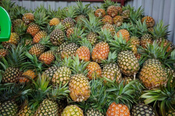 AGRICULTURA